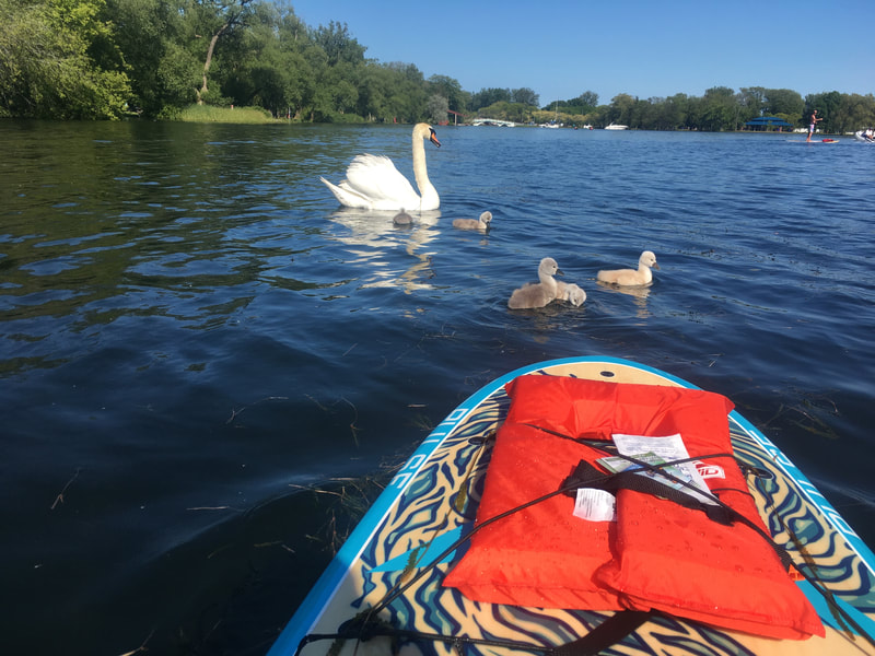 stay healthy paddle boarding on the toronto islands while bird watching.